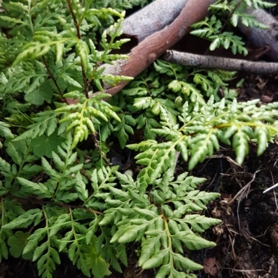 Cheilanthes austrotenuifolia (Rock Fern) at Kowen, ACT - 10 Jul 2020 by trevorpreston