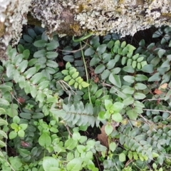 Pellaea calidirupium (Hot Rock Fern) at Molonglo Gorge - 10 Jul 2020 by tpreston