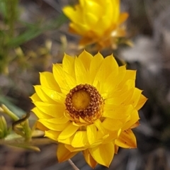 Xerochrysum viscosum (Sticky Everlasting) at Kowen, ACT - 10 Jul 2020 by trevorpreston