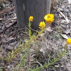 Xerochrysum viscosum at Kowen, ACT - 10 Jul 2020 11:54 AM