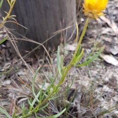 Xerochrysum viscosum at Kowen, ACT - 10 Jul 2020 11:54 AM