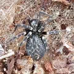 Badumna insignis (Black House Spider) at Kowen, ACT - 10 Jul 2020 by trevorpreston