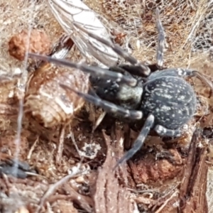 Badumna insignis at Kowen, ACT - 10 Jul 2020