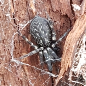 Badumna insignis at Kowen, ACT - 10 Jul 2020