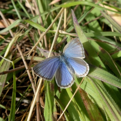 Zizina otis (Common Grass-Blue) at QPRC LGA - 10 Jul 2020 by Wandiyali