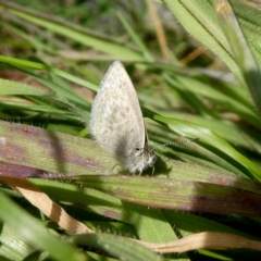 Zizina otis at Googong, NSW - 10 Jul 2020