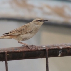 Cincloramphus mathewsi (Rufous Songlark) at Table Top, NSW - 28 Nov 2013 by Alburyconservationcompany