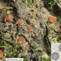 Lamprospora australis at Black Mountain - 22 Apr 2020 by Heino1