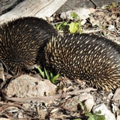 Tachyglossus aculeatus at Farrer, ACT - 10 Jul 2020 10:18 AM