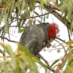 Callocephalon fimbriatum (Gang-gang Cockatoo) at Wingecarribee Local Government Area - 10 Jul 2020 by Snowflake