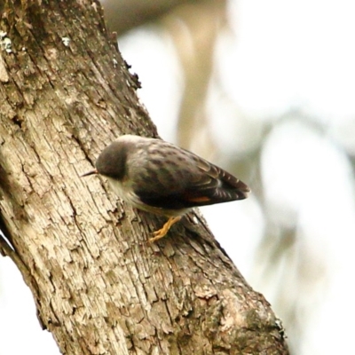 Daphoenositta chrysoptera (Varied Sittella) at Wingecarribee Local Government Area - 10 Jul 2020 by Snowflake