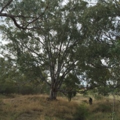 Eucalyptus camaldulensis subsp. camaldulensis (River Red Gum) at Thurgoona, NSW - 9 May 2016 by Alburyconservationcompany