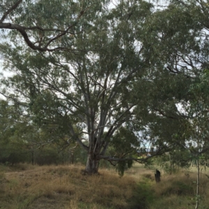 Eucalyptus camaldulensis subsp. camaldulensis at Thurgoona, NSW - 9 May 2016