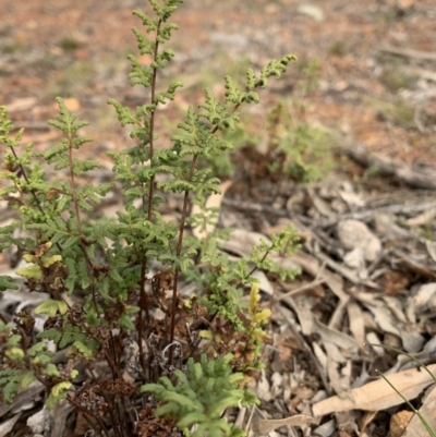 Cheilanthes sieberi (Rock Fern) at Campbell, ACT - 13 Jun 2020 by JanetRussell