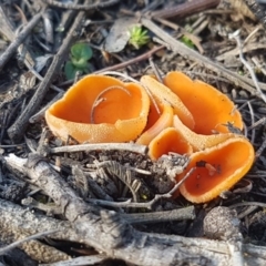 Aleuria sp. (genus) (An Orange peel fungus) at Paddys River, ACT - 10 Jul 2020 by trevorpreston