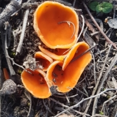 Aleuria sp. at Paddys River, ACT - 10 Jul 2020