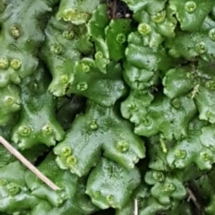 Marchantia sp. (genus) (A Liverwort) at Paddys River, ACT - 10 Jul 2020 by trevorpreston