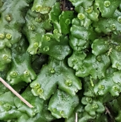 Marchantia sp. (genus) (A Liverwort) at Paddys River, ACT - 10 Jul 2020 by trevorpreston