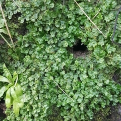 Marchantia sp. (genus) at Paddys River, ACT - 10 Jul 2020