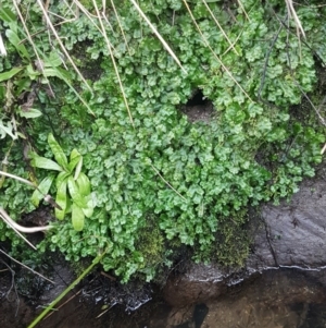 Marchantia sp. (genus) at Paddys River, ACT - 10 Jul 2020