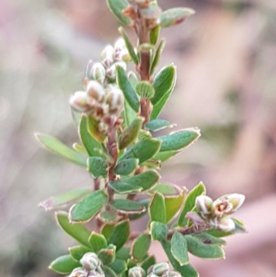 Monotoca scoparia (Broom Heath) at Paddys River, ACT - 10 Jul 2020 by trevorpreston