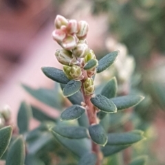 Monotoca scoparia at Paddys River, ACT - 10 Jul 2020