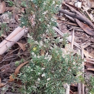 Monotoca scoparia at Paddys River, ACT - 10 Jul 2020