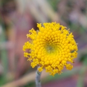 Leptorhynchos sp. at Paddys River, ACT - 10 Jul 2020