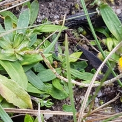 Leptorhynchos sp. at Paddys River, ACT - 10 Jul 2020