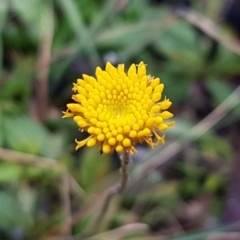 Leptorhynchos sp. at Paddys River, ACT - 10 Jul 2020