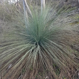 Xanthorrhoea glauca subsp. angustifolia at Uriarra Village, ACT - suppressed