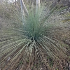 Xanthorrhoea glauca subsp. angustifolia (Grey Grass-tree) at Cotter Reserve - 10 Jul 2020 by tpreston