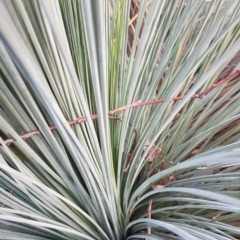 Xanthorrhoea glauca subsp. angustifolia at Uriarra Village, ACT - suppressed