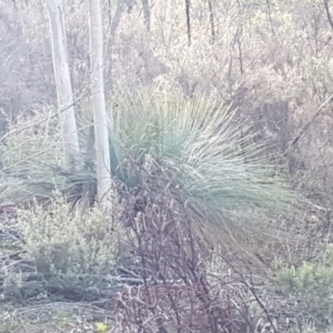 Xanthorrhoea glauca subsp. angustifolia at Uriarra Village, ACT - suppressed