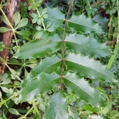 Berberis aquifolium (Oregon grape) at Cotter Reserve - 10 Jul 2020 by tpreston