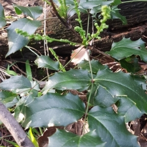 Berberis aquifolium at Uriarra Village, ACT - 10 Jul 2020