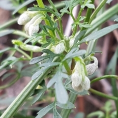 Clematis leptophylla (Small-leaf Clematis, Old Man's Beard) at Cotter Reserve - 10 Jul 2020 by tpreston