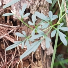 Clematis leptophylla at Uriarra Village, ACT - 10 Jul 2020