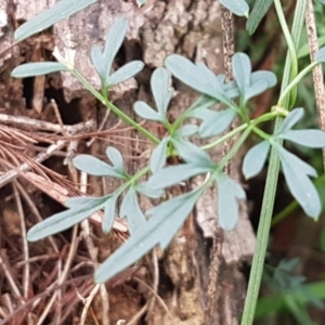 Clematis leptophylla at Uriarra Village, ACT - 10 Jul 2020