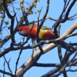 Platycercus elegans x eximius (hybrid) at Richardson, ACT - 7 Jul 2020