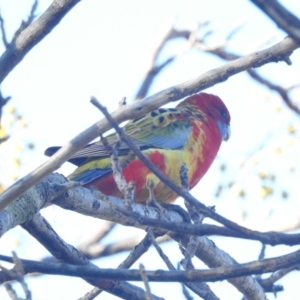 Platycercus elegans x eximius (hybrid) at Richardson, ACT - 7 Jul 2020