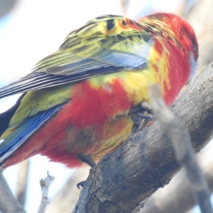 Platycercus elegans x eximius (hybrid) at Richardson, ACT - 7 Jul 2020