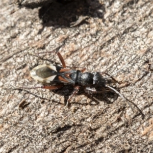 Daerlac cephalotes at Belconnen, ACT - 3 Jul 2020