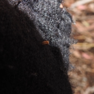 Psyllidae sp. (family) at Point 5204 - 21 Dec 2018 10:39 AM