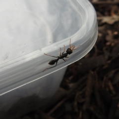 Myrmecia sp., pilosula-group (Jack jumper) at Point 5204 - 20 Dec 2018 by YumiCallaway