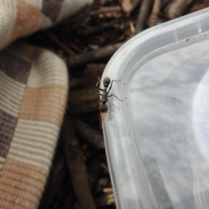 Myrmecia sp., pilosula-group at Hackett, ACT - 21 Dec 2018