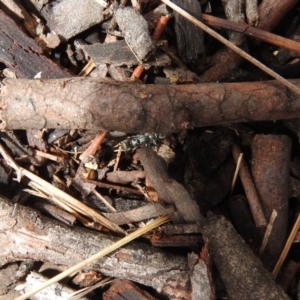 Myrmecia sp., pilosula-group at Hackett, ACT - 21 Dec 2018