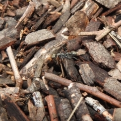 Myrmecia sp., pilosula-group at Hackett, ACT - 21 Dec 2018 10:44 AM