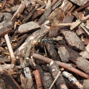 Myrmecia sp., pilosula-group at Hackett, ACT - 21 Dec 2018