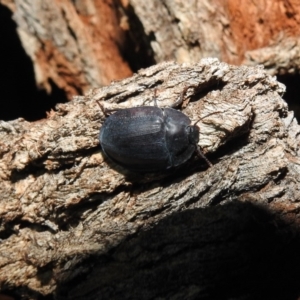 Pterohelaeus piceus at Fyshwick, ACT - 22 Dec 2018 08:43 PM